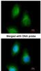 Selenophosphate Synthetase 2 antibody, NBP1-32645, Novus Biologicals, Immunofluorescence image 