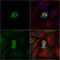 Polo Like Kinase 1 antibody, GTX104302, GeneTex, Immunofluorescence image 