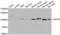 Ubiquitin Specific Peptidase 16 antibody, abx004498, Abbexa, Western Blot image 