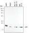 Mitogen-activated protein kinase scaffold protein 1 antibody, MAB4367, R&D Systems, Western Blot image 