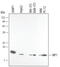 Late Endosomal/Lysosomal Adaptor, MAPK And MTOR Activator 3 antibody, MAB4367, R&D Systems, Western Blot image 