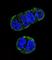 Folate Hydrolase 1 antibody, abx027551, Abbexa, Western Blot image 