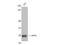 CD256 antibody, STJ91649, St John