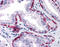 Keratin 81 antibody, 51-479, ProSci, Enzyme Linked Immunosorbent Assay image 