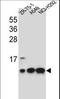 Cytochrome C Oxidase Subunit 6B1 antibody, LS-C166967, Lifespan Biosciences, Western Blot image 