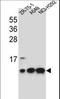 Cytochrome c oxidase subunit 6B1 antibody, LS-C166967, Lifespan Biosciences, Western Blot image 