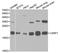 Cysteine And Glycine Rich Protein 1 antibody, TA326913, Origene, Western Blot image 