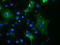 E3 ubiquitin-protein ligase TRIM9 antibody, LS-C175099, Lifespan Biosciences, Immunofluorescence image 