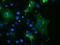 Tripartite Motif Containing 9 antibody, LS-C175099, Lifespan Biosciences, Immunofluorescence image 