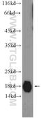Heat Shock Protein Family B (Small) Member 6 antibody, 16813-1-AP, Proteintech Group, Western Blot image 