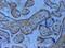 Biglycan antibody, ab49701, Abcam, Immunohistochemistry paraffin image 