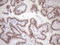 Activating Transcription Factor 1 antibody, LS-C794084, Lifespan Biosciences, Immunohistochemistry paraffin image 