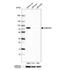 Heterogeneous Nuclear Ribonucleoprotein R antibody, NBP1-84555, Novus Biologicals, Western Blot image 