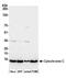 Cytochrome c, somatic antibody, A305-281A, Bethyl Labs, Western Blot image 