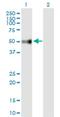 UDP Glycosyltransferase Family 3 Member A2 antibody, H00167127-B01P, Novus Biologicals, Western Blot image 