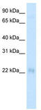 Cysteine And Glycine Rich Protein 3 antibody, TA335769, Origene, Western Blot image 