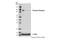 Prolactin Receptor antibody, 13552S, Cell Signaling Technology, Western Blot image 