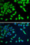 WD Repeat Domain 77 antibody, 22-729, ProSci, Immunofluorescence image 