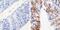 Claudin 7 antibody, 37-4800, Invitrogen Antibodies, Immunohistochemistry paraffin image 
