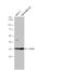 Lactate Dehydrogenase A antibody, NBP2-19320, Novus Biologicals, Western Blot image 