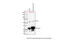 Chloride Intracellular Channel 1 antibody, 28-233, ProSci, Western Blot image 