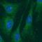 BCL2 antibody, FNab00839, FineTest, Immunofluorescence image 