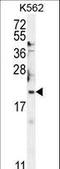 BTG Anti-Proliferation Factor 2 antibody, LS-C156884, Lifespan Biosciences, Western Blot image 