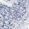 Cerberus 1, DAN Family BMP Antagonist antibody, NBP1-88030, Novus Biologicals, Immunohistochemistry paraffin image 