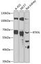 Rhotekin antibody, 14-937, ProSci, Western Blot image 