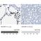 Mast Cell Expressed Membrane Protein 1 antibody, NBP1-81253, Novus Biologicals, Immunohistochemistry paraffin image 