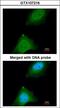 Ankyrin Repeat And SOCS Box Containing 9 antibody, LS-C185871, Lifespan Biosciences, Immunocytochemistry image 