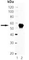 Paired Box 3 antibody, M00285, Boster Biological Technology, Western Blot image 
