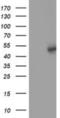 Schlafen Like 1 antibody, NBP2-03192, Novus Biologicals, Western Blot image 