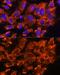 X-Linked Kx Blood Group antibody, GTX66333, GeneTex, Immunofluorescence image 