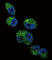 Cytochrome P450 Family 4 Subfamily A Member 11 antibody, abx033743, Abbexa, Western Blot image 