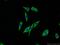 Melanophilin antibody, 10338-1-AP, Proteintech Group, Immunofluorescence image 