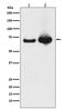Heat Shock Protein Family A (Hsp70) Member 9 antibody, M02561-3, Boster Biological Technology, Western Blot image 