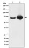 HSPA9 antibody, M02561-3, Boster Biological Technology, Western Blot image 