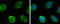 Glutamate Dehydrogenase 1 antibody, GTX105765, GeneTex, Immunocytochemistry image 