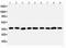 Sirtuin 2 antibody, PA2283, Boster Biological Technology, Western Blot image 