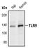 Toll Like Receptor 9 antibody, PA5-17493, Invitrogen Antibodies, Western Blot image 