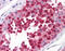 Chromosome Segregation 1 Like antibody, 51-444, ProSci, Immunohistochemistry frozen image 