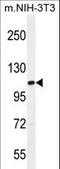 Transcription initiation factor TFIID subunit 1 antibody, LS-C161684, Lifespan Biosciences, Western Blot image 