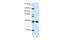 Heterogeneous Nuclear Ribonucleoprotein A1 antibody, 29-281, ProSci, Immunohistochemistry frozen image 