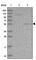 Sushi repeat-containing protein SRPX2 antibody, HPA038786, Atlas Antibodies, Western Blot image 