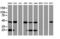 Short-chain specific acyl-CoA dehydrogenase, mitochondrial antibody, M05028, Boster Biological Technology, Western Blot image 