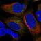 UBX Domain Protein 6 antibody, HPA061872, Atlas Antibodies, Immunofluorescence image 