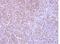 Collagen Type IV Alpha 3 Binding Protein antibody, NBP1-31118, Novus Biologicals, Immunohistochemistry paraffin image 