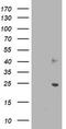 Suppressor Of Cytokine Signaling 3 antibody, LS-C173019, Lifespan Biosciences, Western Blot image 