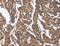 BCL2 Interacting Protein 2 antibody, LS-C406222, Lifespan Biosciences, Immunohistochemistry frozen image 